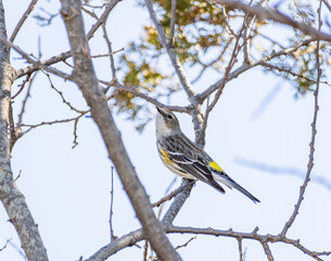 Yellow-Rumped Warbler
