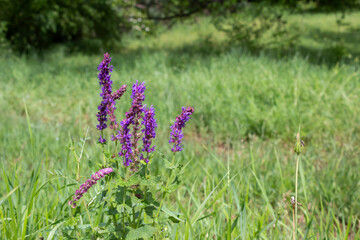 Vibrant purple wildflowers bloom in a lush green meadow in Alborz, showcasing the beauty of nature in spring.