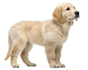 Side view of a golden retriever puppy standing with a black background looking to the right side