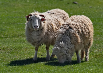 Russia. The South of Western Siberia, the Altai Mountains. A small flock of domestic sheep graze on hilly pastures surrounded by mountains.