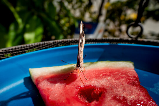 Butterflies during Springtime in a meadow setting  - Powered by Adobe