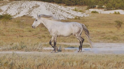 White horse running near Belogorsk in Crimea
