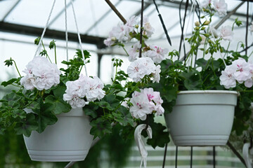 Pelargonium peltatum Royal White Wings in hanging white pot close-up