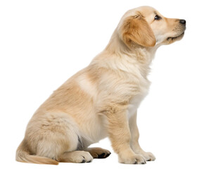 A golden retriever puppy sitting in profile view with a black background looking up with interest