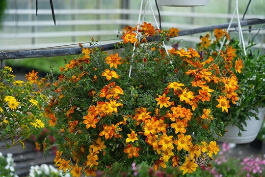 Bidens red yellow blooming in hanging pot close up.