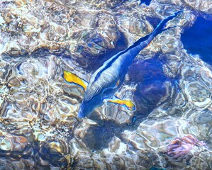 fish swim in the coral reef of the Red Sea