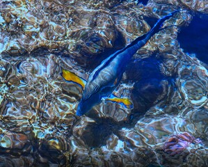 fish swim in the coral reef of the Red Sea