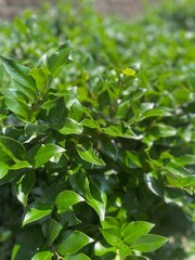 green leaves background