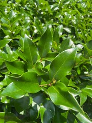 green leaves background