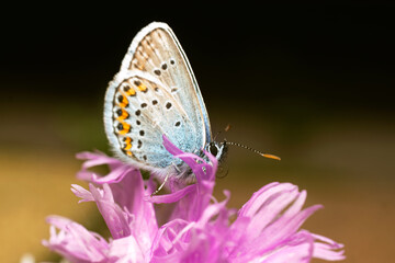 Butterfly collecting pollen from a lilac flower, macro shot.