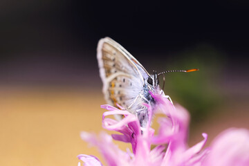 Butterfly collecting pollen from a lilac flower, macro shot.
