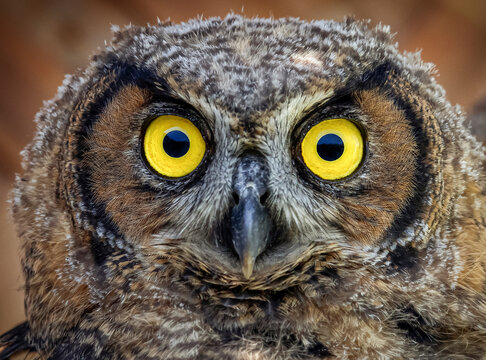Great horned owl portrait