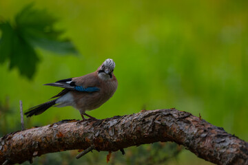 Curious Eurasian Jay Perched on a Pine Branch in a Natural Forest Setting