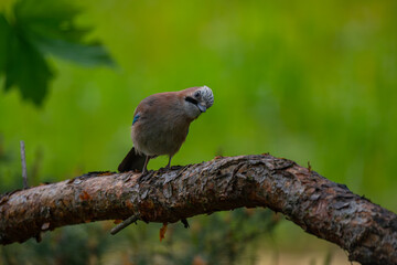 Curious Eurasian Jay Perched on a Pine Branch in a Natural Forest Setting