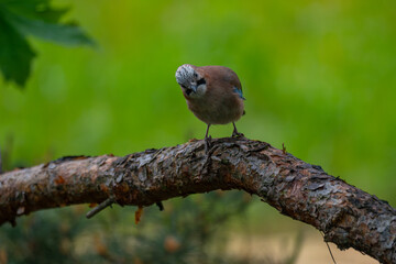 Curious Eurasian Jay Perched on a Pine Branch in a Natural Forest Setting