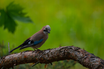 Curious Eurasian Jay Perched on a Pine Branch in a Natural Forest Setting
