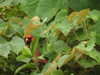 Northern cardinal, hidden within the green foliage, of the woodland forest, within the Bombay Hook...