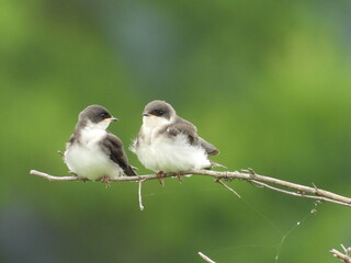 A pair of juvenile tree swallows, perched on a branch, within the wetlands of the Bombay Hook National Wildlife Refuge, Kent County, Delaware. 