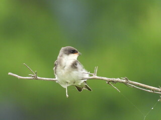 A juvenile tree swallow, perched on a branch, within the wetlands of the Bombay Hook National Wildlife Refuge, Kent County, Delaware.