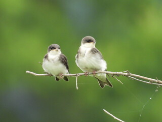 A pair of juvenile tree swallows, perched on a branch, within the wetlands of the Bombay Hook...