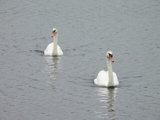 A pair of mute swans swimming within the wetland waters of the Bombay Hook National Wildlife...