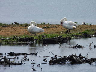A pair of mute swans living within the wetlands of the Bombay Hook National Wildlife Refuge, Kent...
