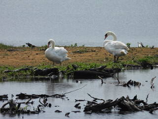 A pair of mute swans living within the wetlands of the Bombay Hook National Wildlife Refuge, Kent county, Delaware.  