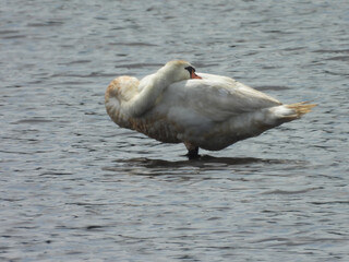Mute swan relaxing within the wetland waters of the Bombay Hook National Wildlife Refuge, Kent County, Delaware.  