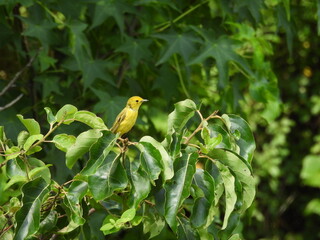 Yellow warbler perched in a bush, within the wetlands of the Bombay Hook National Wildlife Refuge,...