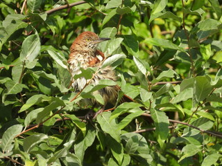Fototapeta premium A brown thrasher perched in a bush within the wetlands of the Bombay Hook National Wildlife Refuge, Kent County, Delaware