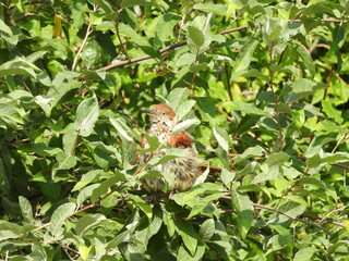 A brown thrasher perched in a bush within the wetlands of the Bombay Hook National Wildlife Refuge,...