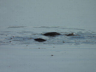 Fototapeta premium A pair of carp, fish, spawning within the wetland waters of the Bombay Hook National Wildlife Refuge, Kent County, Delaware. 