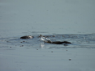 Fototapeta premium A pair of carp, fish, spawning within the wetland waters of the Bombay Hook National Wildlife Refuge, Kent County, Delaware. 