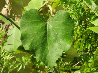 Green leaf of a grapevine, fox grape, vitis labrusca, growing wild within the wetland forest of the Bombay Hook National Wildlife Refuge, Kent County, Delaware.
