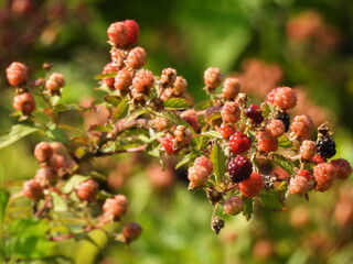 Wild Allegheny blackberries growing within the woodland forest of the Bombay Hook National Wildlife Refuge, Kent County, Delaware.