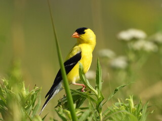 A male, American goldfinch, living within the wetlands of the Bombay Hook National Wildlife Refuge,...