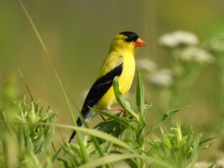 A male, American goldfinch, living within the wetlands of the Bombay Hook National Wildlife Refuge, Kent County, Delaware.