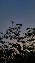 Night tree