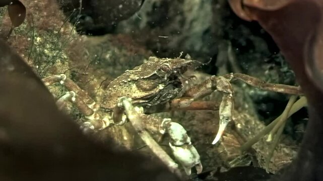 Amidst the cold, Arctic waters, a spider crab named Hyas navigates a vibrant seaweed leaf in search of food. Watch as this remarkable creature thrives beneath the stunning ice sheets of the White Sea.