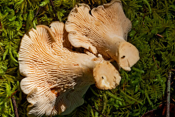 A small harvest of wild chanterelle mushrooms showing the gills on the underside of the mushrooms_20100918_03560..