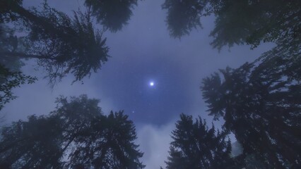 Fototapeta premium Moonlit sky framed by treetops in a forest at night
