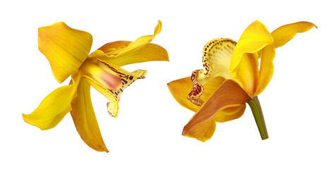 Set of yellow orchid flowers isolated on a white or transparent background