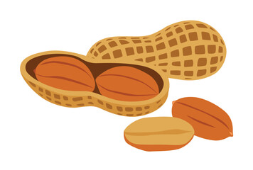 variety of peanuts Raw shelled peanuts of different shapes stand vertically isolated on white background.	