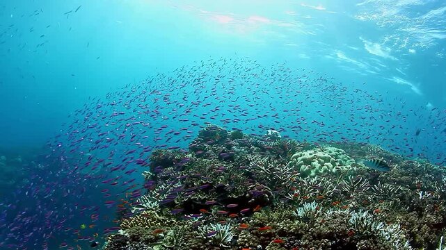 Mesmerizing display of vibrant fish gliding through crystal-clear waters, showing beauty of marine life in Fiji's underwater paradise.