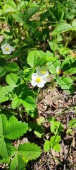 Bee Pollinating Wild Strawberry Blossoms in Forest Sunlight