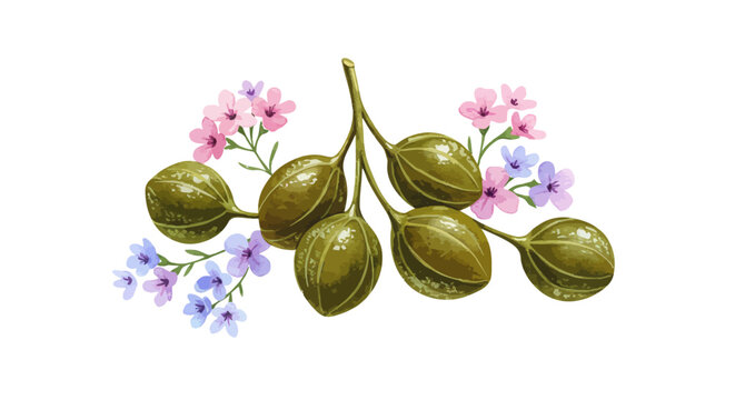 Watercolor Painting Showcasing Delicate Pink Blossoms Alongside Golden And Green Caper Fruits Evokes A Sense Of Natural Beauty And Botanical Illustration Art