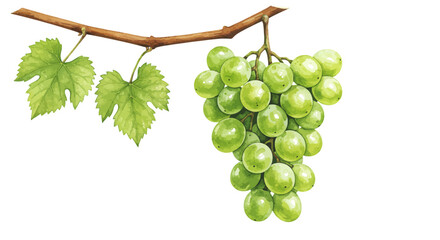 Watercolor Illustration Showcases A Lush Bunch Of Green Grapes Hanging From A Vine With Delicate Leaves And Tendrils All Rendered In A Soft Artistic Style