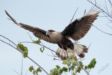 Crested Caracara (Mexican eagle) taking off, wings spread.