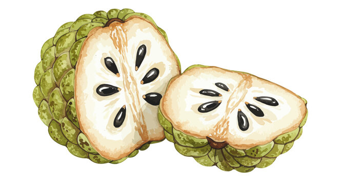 A Halved Custard Apple Showcasing Its Textured Green Skin Creamy White Flesh And Glossy Black Seeds Is Rendered In A Delicate Watercolor Painting Style