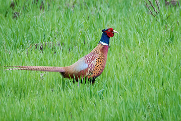Common pheasant male in natural habitat (Phasianus colchicus)